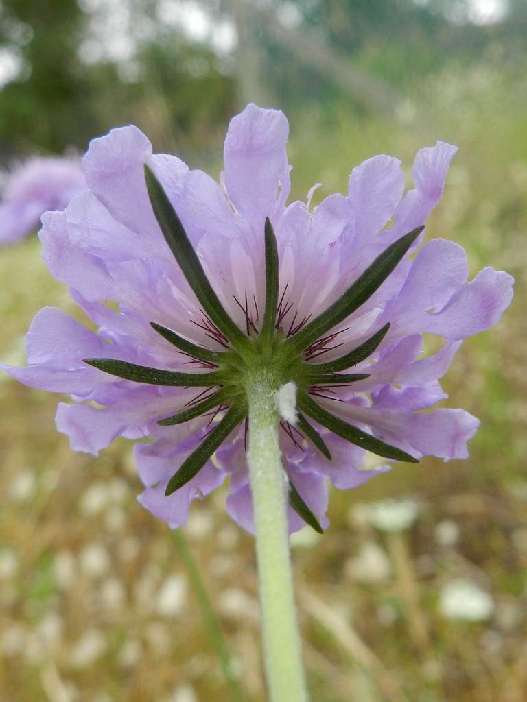 Scabiosa sp.